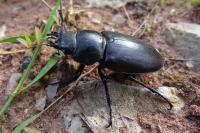 Lucanus cervus