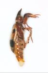 Notoxus monoceros