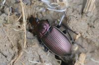 Poecilus cupreus