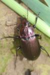 Poecilus cupreus