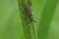 Agapanthia villosoviridescens