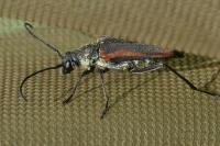 Anastrangalia dubia