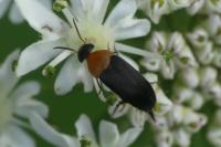 Mordellochroa abdominalis