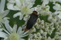 Mordellochroa abdominalis