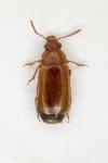 Eusphalerum