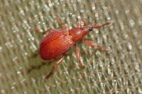 Apion frumentarium
