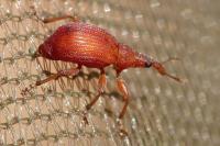 Apion frumentarium