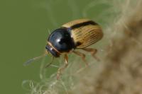 Cryptocephalus pygmaeus