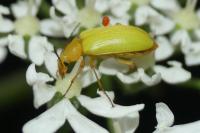 Cteniopus sulphureus