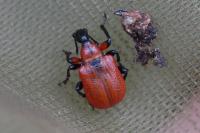 Apoderus coryli