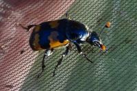 Nicrophorus vespillo