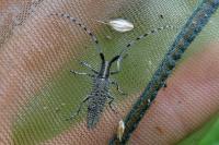Agapanthia villosoviridescens