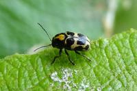 Cryptocephalus decemmaculatus