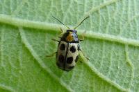 Cryptocephalus decemmaculatus