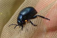 Timarcha goettingensis