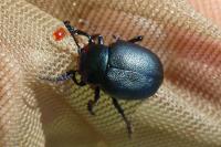 Timarcha goettingensis