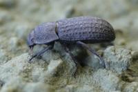 Opatrum sabulosum
