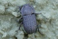 Opatrum sabulosum