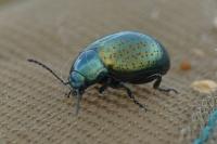 Chrysolina hyperici