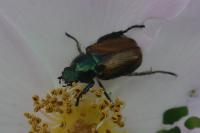 Phyllopertha horticola