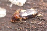 Dromius quadrimaculatus