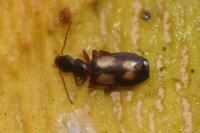 Calodromius spilotus