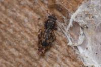 Synchita undata