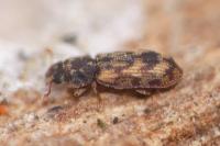 Synchita undata