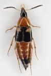 Lordithon lunulatus