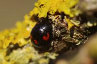 Exochomus quadripustulatus