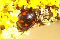Exochomus quadripustulatus