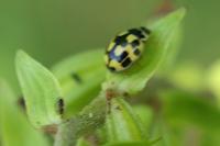Propylea quatuordecimpunctata