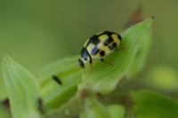 Propylea quatuordecimpunctata
