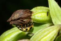 Propylea quatuordecimpunctata