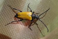Stictoleptura fulva