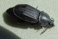 Silpha tristis