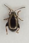 Chaetocnema picipes