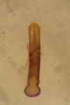 Chaetocnema picipes