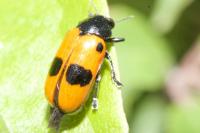 Clytra laeviuscula