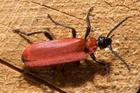 Pyrochroa coccinea