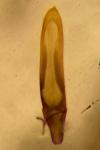 Phyllotreta
