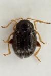 Epitrix pubescens
