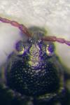 Phyllotreta