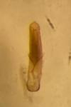 Epitrix pubescens