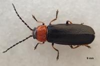 Silis ruficollis