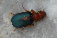 Brachinus sclopeta