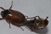 Melolontha melolontha