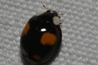 Harmonia axyridis