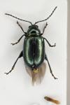 Altica oleracea