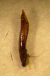 Altica oleracea